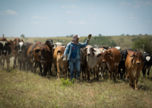 Todos os criadores de animais precisam atualizar o cadastro no Sistema de Integração Agropecuária