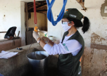Agronordeste: bovinocultores de leite de Major Izidoro aumentam lucro mensal em até 650%
