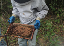 Senar Alagoas presta assistência técnica a apicultores de União dos Palmares