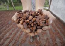 Sistema Faepa/Senar recebe da Prefeitura Municipal de Tomé-Açu a doação do espaço onde será a nova Escola-Indústria Senar – Chocolate da Amêndoa à Barra