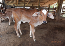 Prazo para vacinar animais de 0 a 2 anos contra febre aftosa está acabando