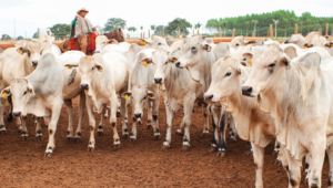 Retrospectiva: Avanços sanitários, novos programas e articulação política marcam o agro de Mato Grosso do Sul em 2025