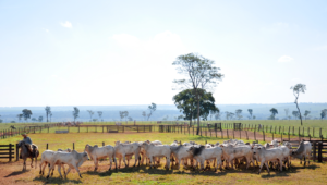 Ciclo pecuário entra em fase de transição e exige decisões estratégicas do produtor