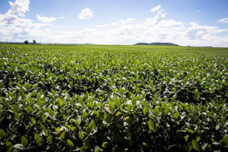 CNA e Federações debatem propostas para o Plano Agrícola e Pecuário 2022/2023