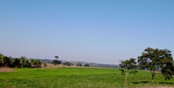 Pecuarista de Indiavaí recupera pastagem com produção de 350 toneladas de volumoso