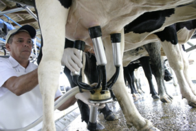 Captação do leite em Mato Grosso do Sul reduz 12% no primeiro trimestre de 2022