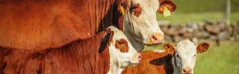 Faesc avalia de forma positiva atuação do Caoagro no combate ao crime no agronegócio