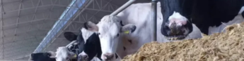 Senar Goiás lança curso online: “Nutrição de bovinos de leite na era da pecuária 4.0”