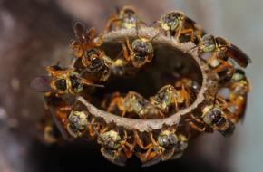 Senar lança curso Ead sobre criação e manejo de abelhas sem ferrão