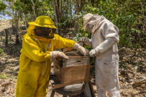 Assistência Técnica e Gerencial do Senar-MT transforma produção de mel em Jaciara