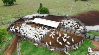 Atenção produtor rural! Prazo de declaração de estoque de rebanhos encerra no dia 10 de dezembro