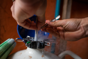 Senar-MT inicia projeto de inseminação artificial para auxiliar pecuaristas nas propriedades rurais