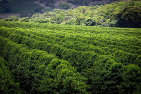 Senar lança curso online sobre boas práticas agrícolas