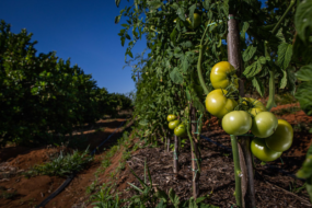 Monitor do Seguro Rural avalia produtos para olerícolas
