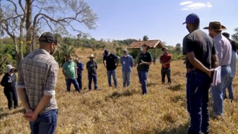 Manejo de pastagem melhora rentabilidade de pecuaristas de Goiás