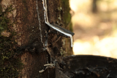 Preço de referência de importação da borracha natural sobre 3,0% em dezembro, apontam CNA e IEA