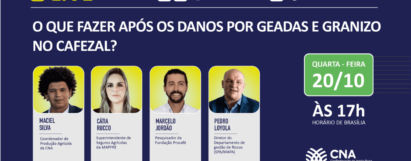 Live - O que fazer após os danos por geadas e granizo no cafezal?