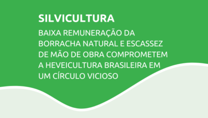 Baixa remuneração da borracha natural e escassez de mão de obra comprometem a heveicultura brasileira em um círculo vicioso