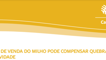 PREÇO ALTO DE VENDA DO MILHO PODE COMPENSAR QUEBRA DE PRODUTIVIDADE