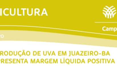 PRODUÇÃO DE UVA EM JUAZEIRO-BA APRESENTA MARGEM LÍQUIDA POSITIVA