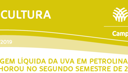 MARGEM LÍQUIDA DA UVA EM PETROLINA-PE MELHOROU NO SEGUNDO SEMESTRE DE 2019