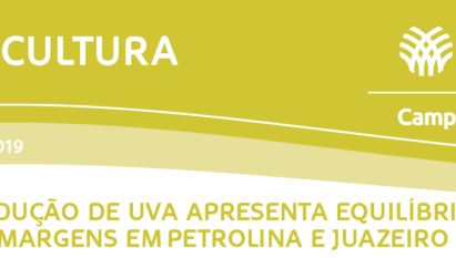 PRODUÇÃO DE UVA APRESENTA EQUILÍBRIO DAS MARGENS EM PETROLINA E JUAZEIRO