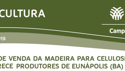 PREÇO DA MADEIRA PARA CELULOSE SUBIU EM EUNÁPOLIS (BA)