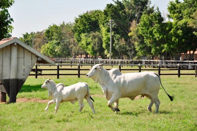 Com o mercado mais firme, como o produtor pode se preparar para a fase de alta do ciclo pecuário