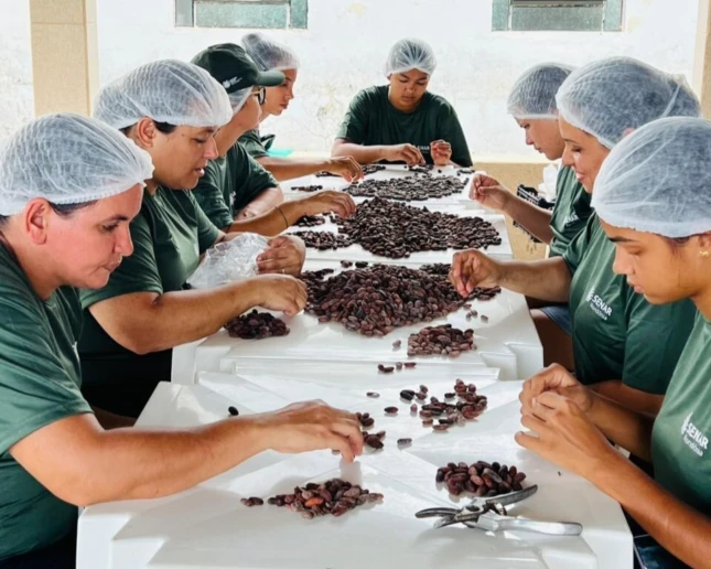 Sistema Faperon/Senar promove curso de produção de chocolate “bean to bar” em Ouro Preto do Oeste