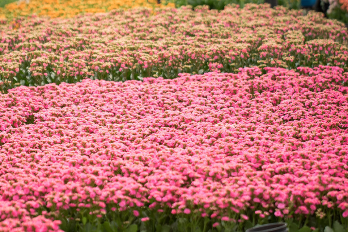 48749266883 6614a550c3 c