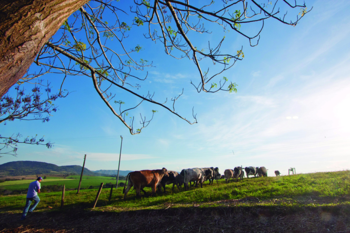Bovinocultura de leite