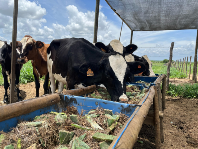 FORRAGEIRAS PARA O SEMIARIDO