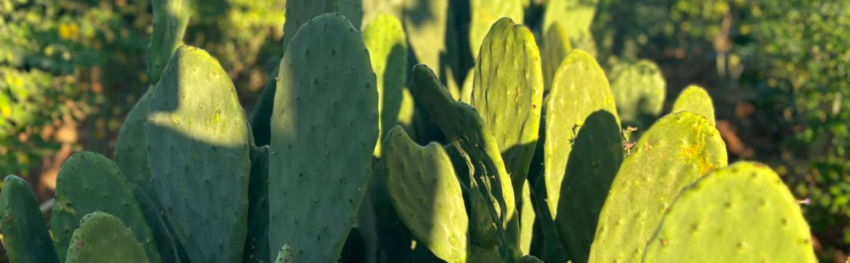 Destaque noticias CNA palma poupanca
