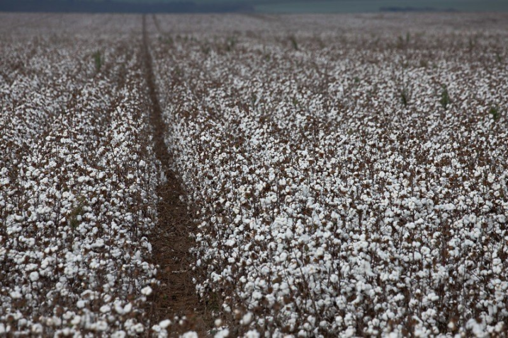 ALGODAO GRAMADO