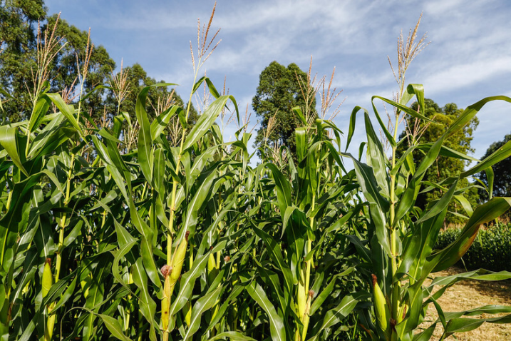 52227088538 ae9e1acc4f c