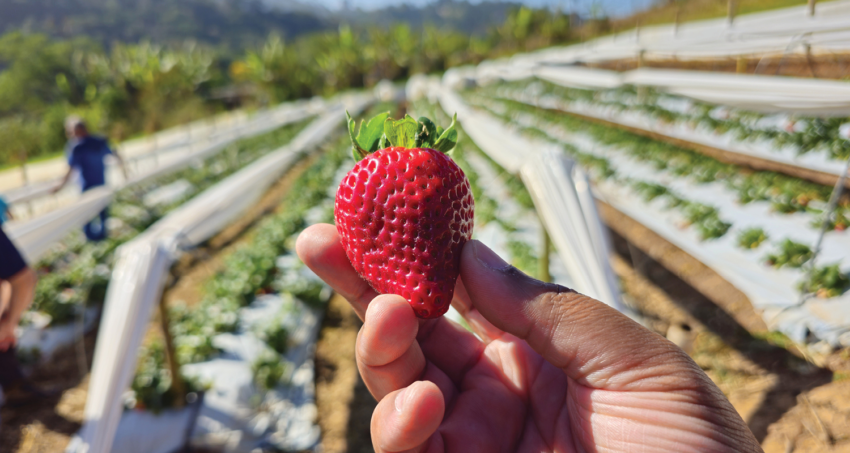 BANNER MATERIA PROGRAMA MORANGO