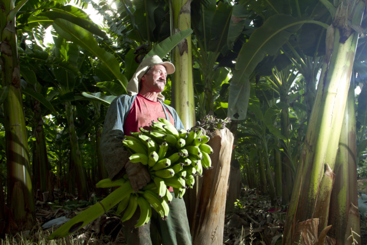 Produtor banana