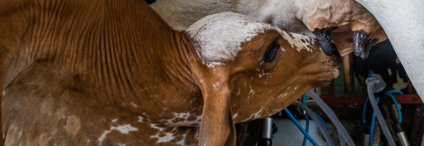 Campo Futuro analisa custos de produção de quatro cadeias produtivas