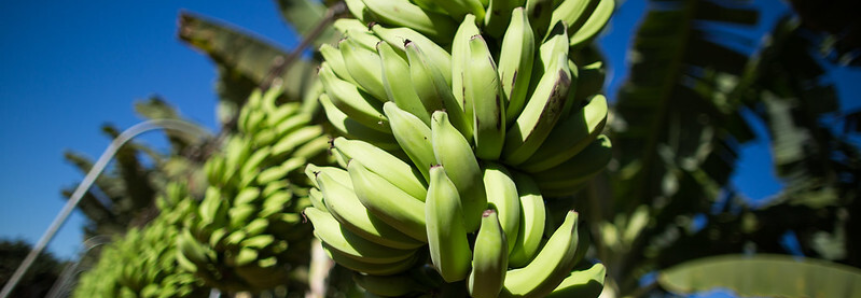 Campo Futuro levanta custos de produção de seis culturas