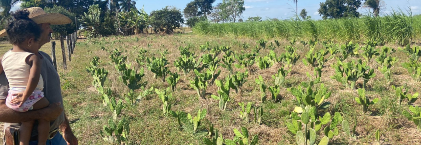 Produtores de MT ampliam opções de alimento para gado com plantas típicas do Nordeste