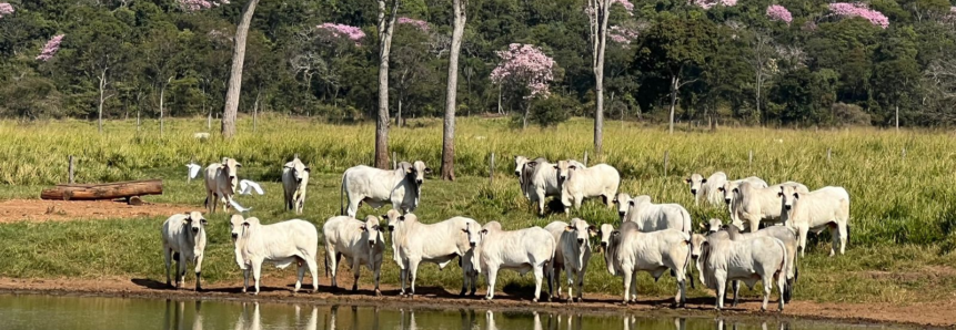 Pecuaristas de MT não sofrerão sanção na atualização do estoque de rebanho de 1º a 30 de novembro