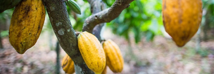 CNA participa da Câmara Setorial do Cacau e Sistemas Agroflorestais