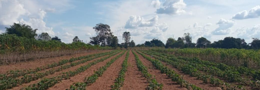 Produtores de mandioca terão assistência técnica