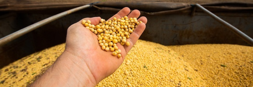 Comercialização e mercado de grãos: curso gratuito com matrículas abertas até 23/04