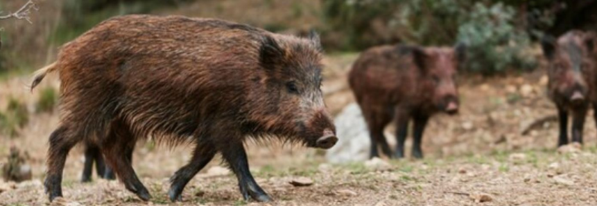 Autorizada novamente a caça ao javali em Santa Catarina