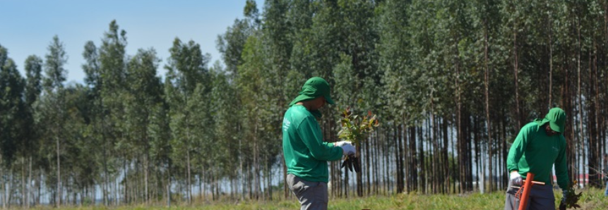 Setor Florestal gerou aumento de novos empregos no primeiro trimestre de 2022 em MS