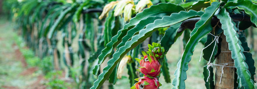 Fruticultores atendidos pelo Senar/MS aumentam em 27% a produção de pitaia