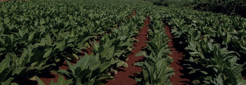 Reajuste no preço do tabaco cobre aumento do custo de produção