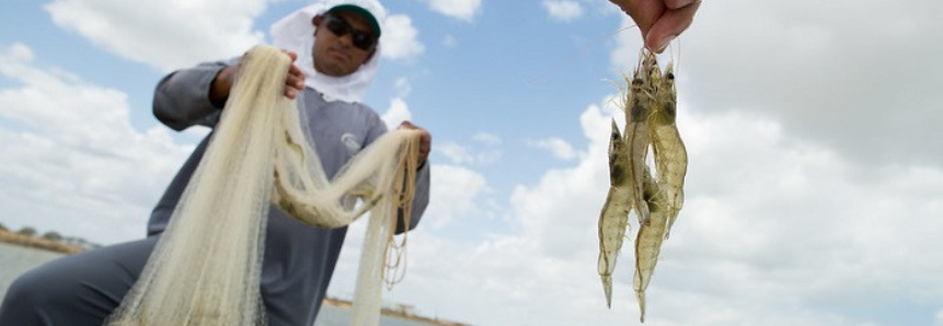 Projeto Agro.BR mostra como formar preços para exportação de pescados