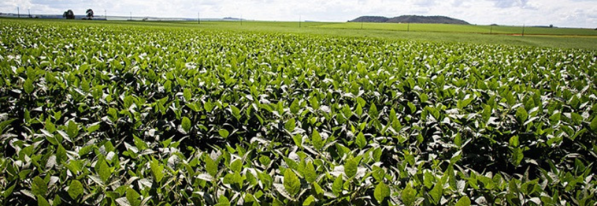 CNA e Federações debatem propostas para o Plano Agrícola e Pecuário 2022/2023